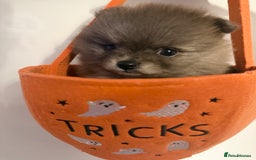 Pomeranian dogs for sale: ✨🐶SPECIAL SMALL SKY🩵BLUE 👀 POMS🐶✨ - Image 6