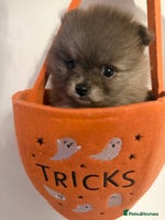 Pomeranian dogs - Advert 11