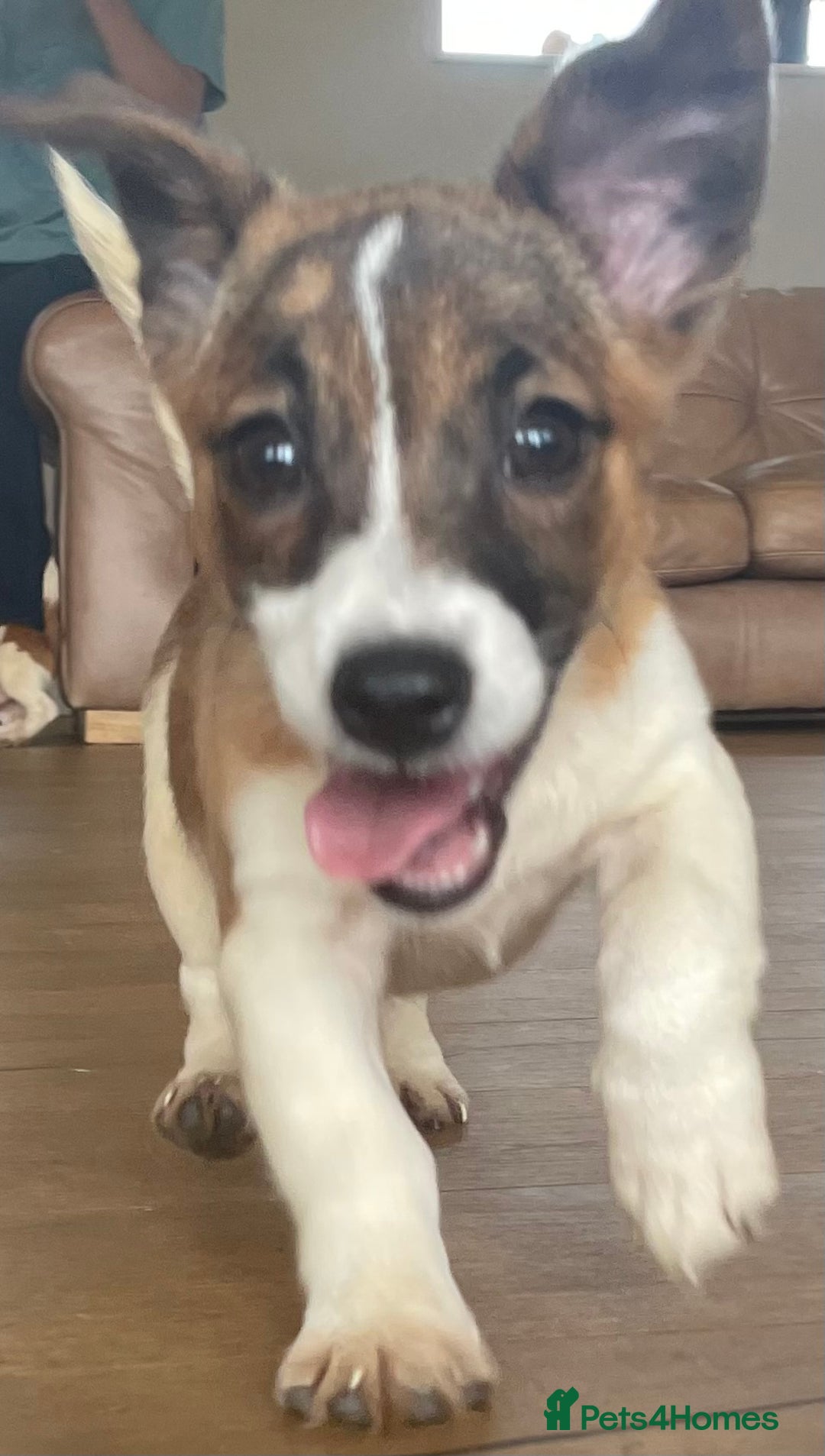 Jack Russell dogs for sale: Jack Russell Puppies - Image 10