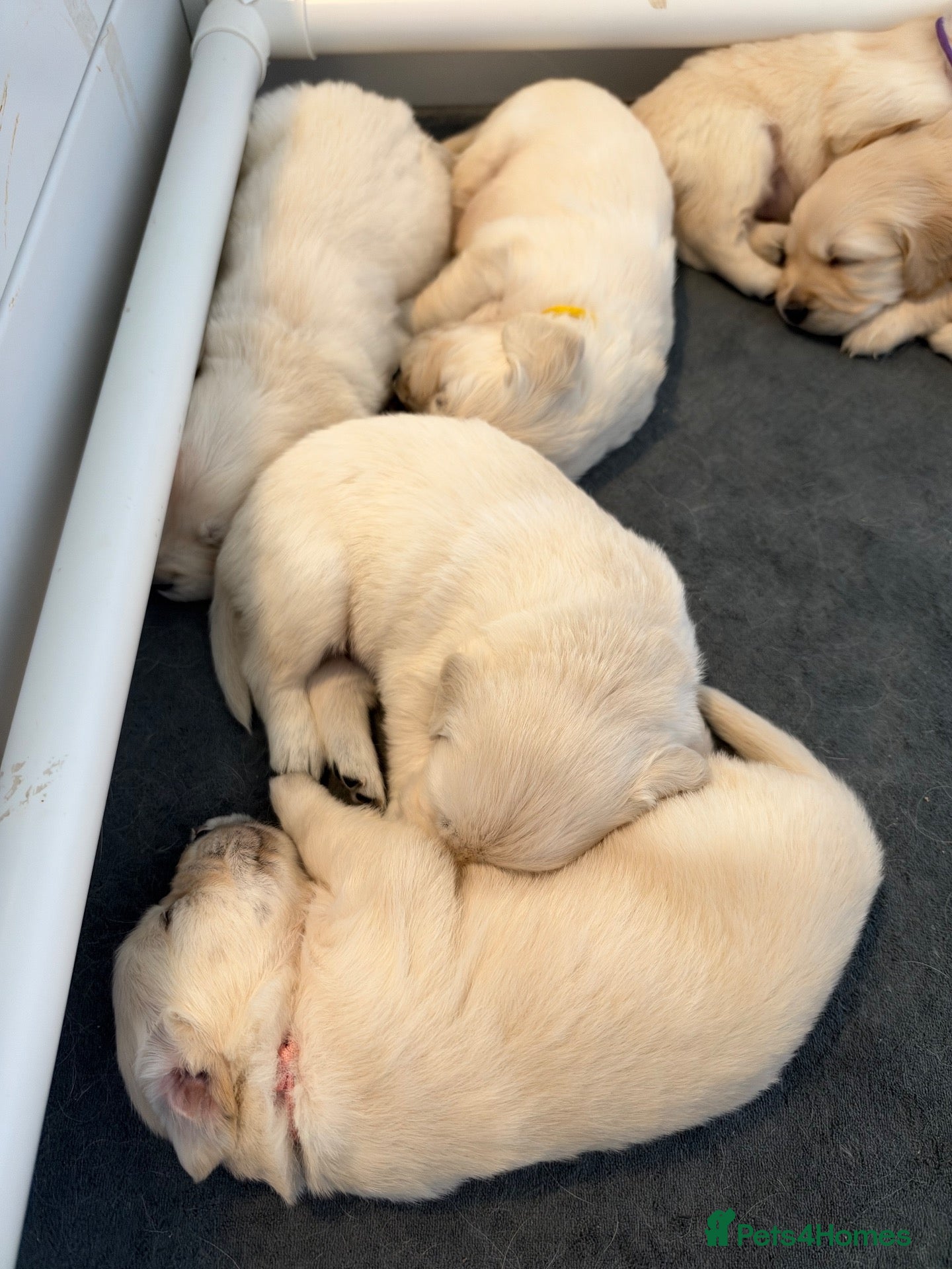 Golden Retriever dogs for sale: K.C Golden retriever puppies  - Advert 2