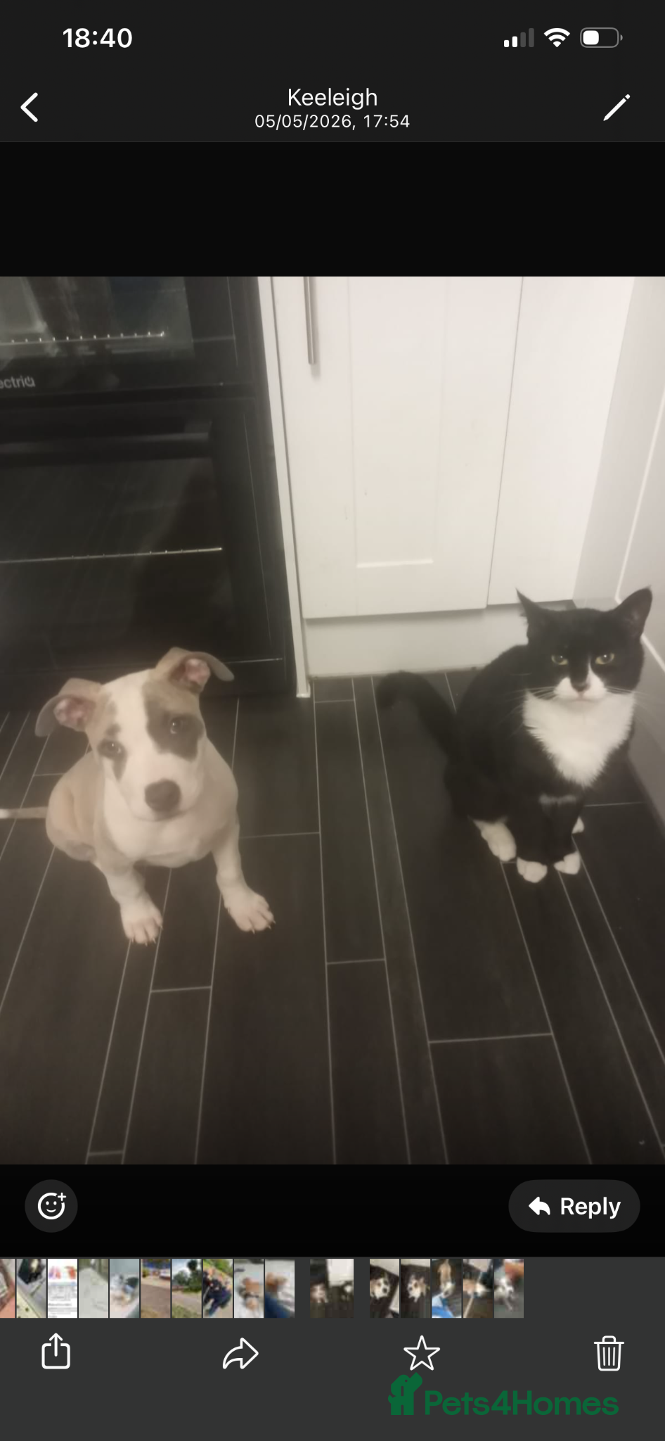 Mixed Breed dogs Staffordshire bull terrier  - Advert 3