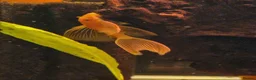 Plecos fish for sale: Longfin Super-red bristlenose Plecos  - Advert 3