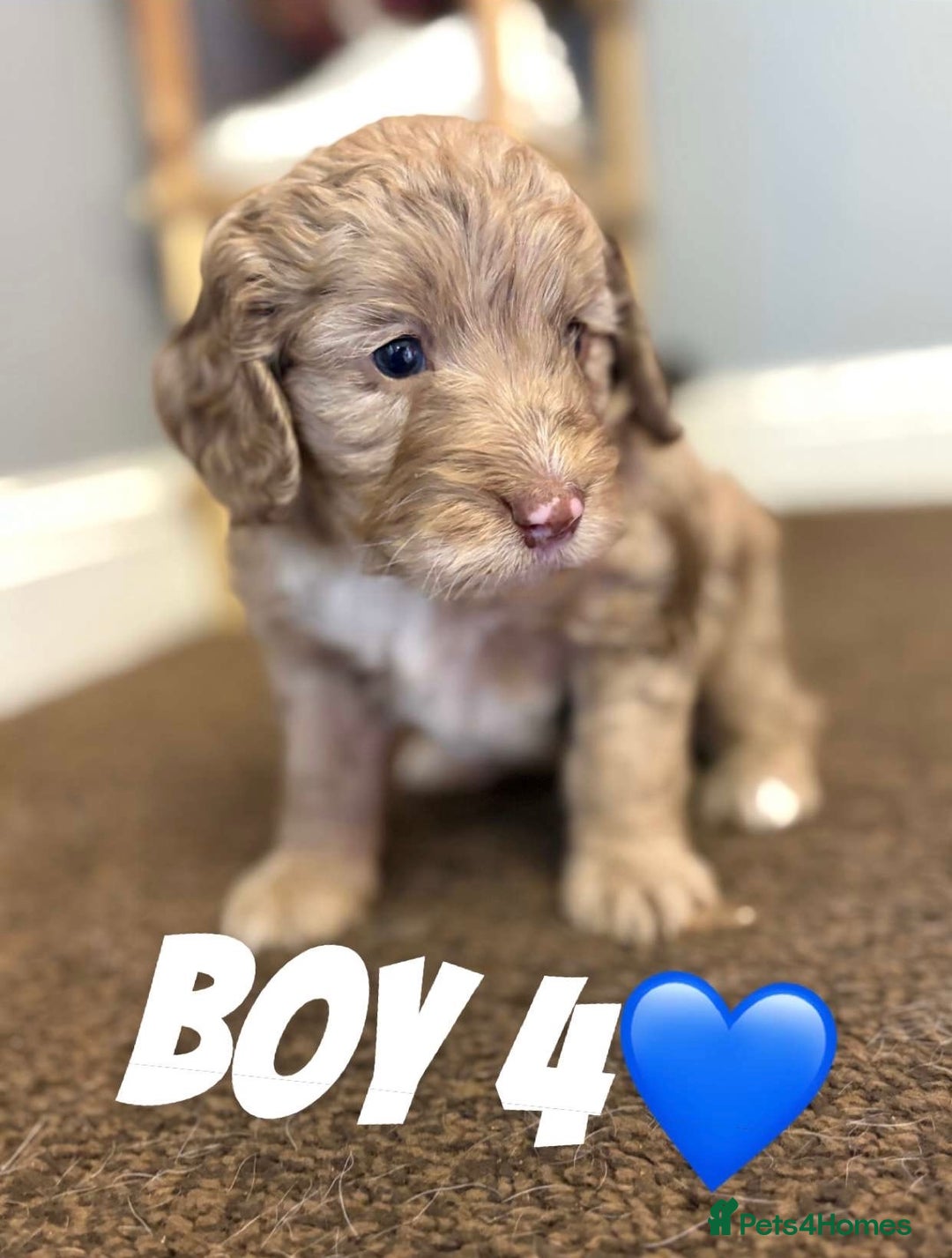 Cockapoo dogs for sale: Stunning F1 Cocapoos - Image 11