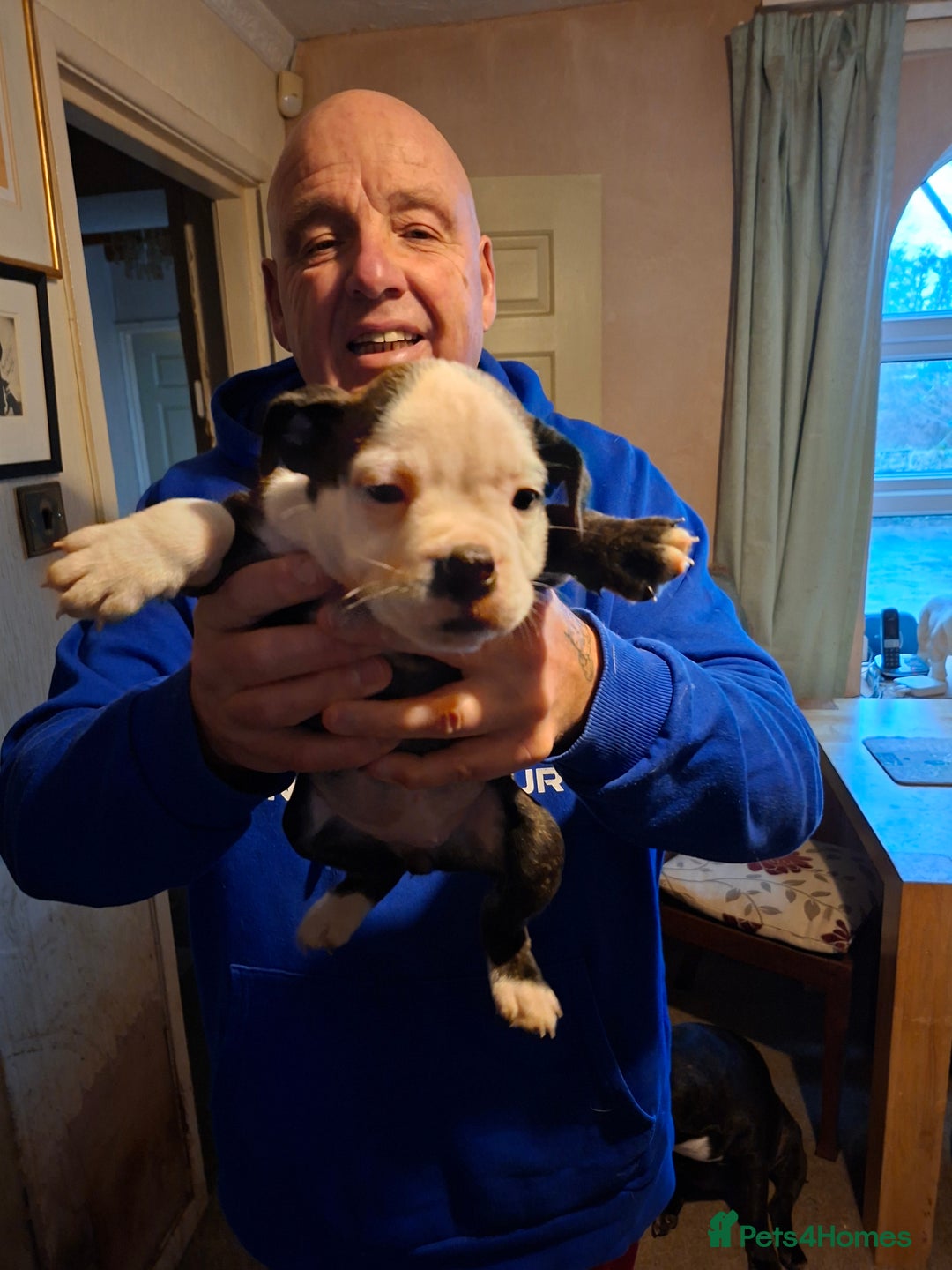 Mixed Breed dogs for sale: Big beautiful Bull Staffs  - Advert 7