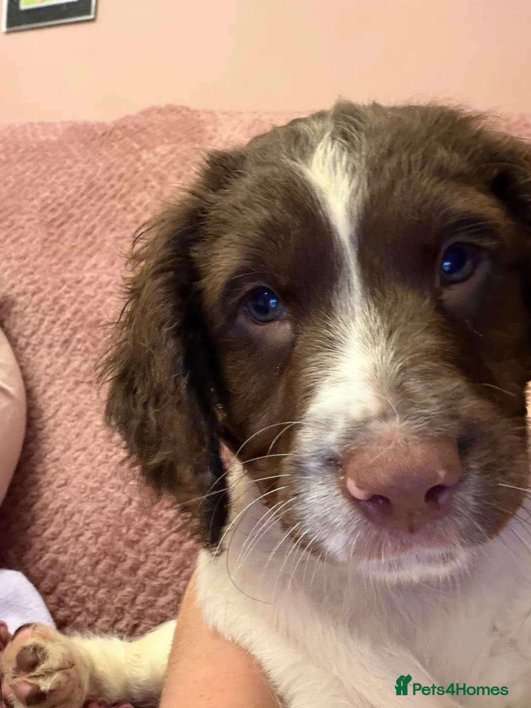 English Springer Spaniel dogs for sale: **Ready to leave** - Advert 2