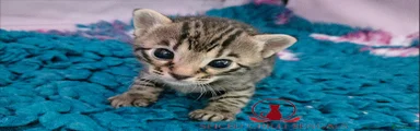 Bengal Kitten 4