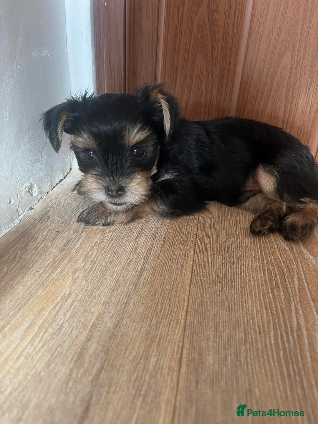 Yorkshire Terrier dogs for stud: Yorkshire terrier for stud in Telford - Advert 4