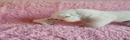 Bichon Frise dogs for sale: Bichon Frise puppy's  - Advert 14