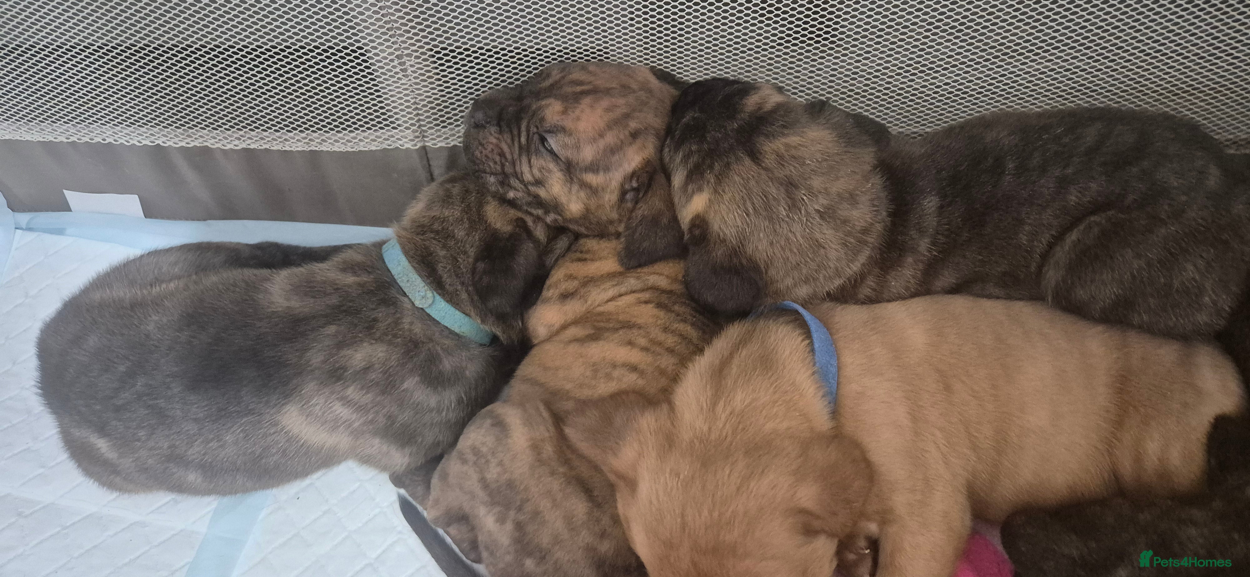 Mixed Breed dogs £750 ono Mastiff cross Puppies looking for homes  - Advert 1