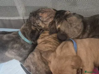 Mixed Breed dogs £750 ono Mastiff cross Puppies looking for homes - Advert 1