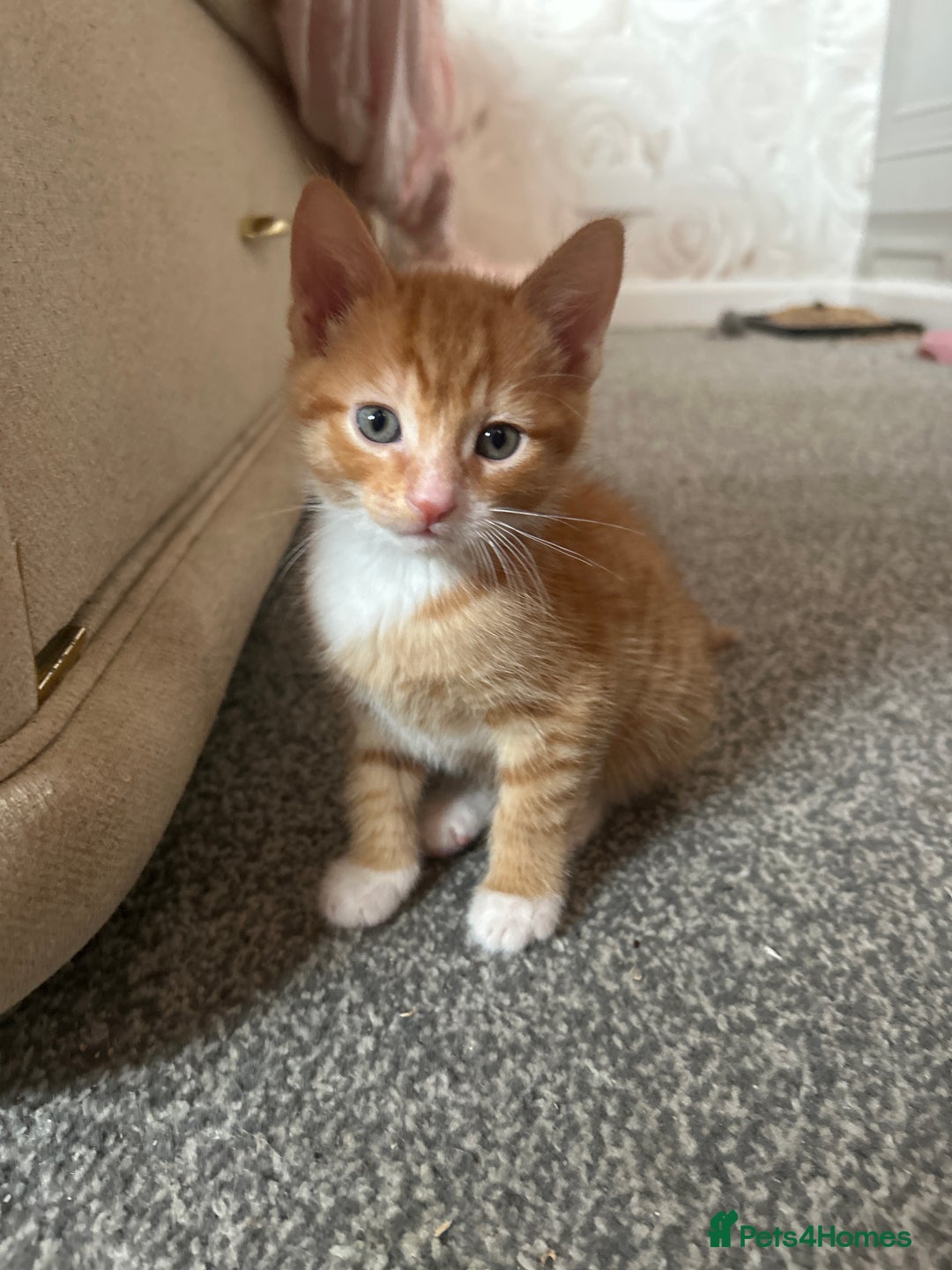 Mixed Breed cats for sale: orange mixed breed kittens  - Advert 11