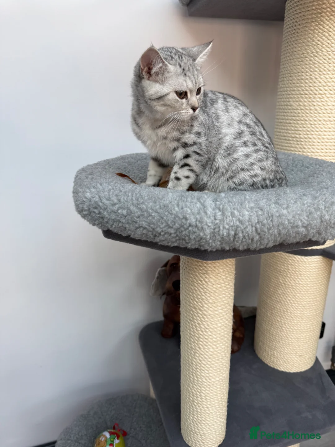 British Shorthair cats for sale: British shorthair  - Advert 9