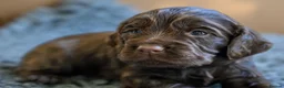 Cocker Spaniel dogs for sale: Working cocker pups in Tadley - Advert 9
