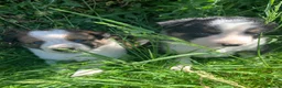 Border Collie dogs for sale: 4 gorgeous Border Collie Puppies - Advert 8