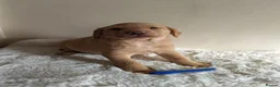 Labrador Retriever dogs for sale: Stunning Labrador Retriever Puppies Available - Advert 9