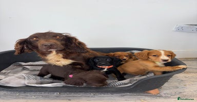 Cocker Spaniel dogs - Advert 2
