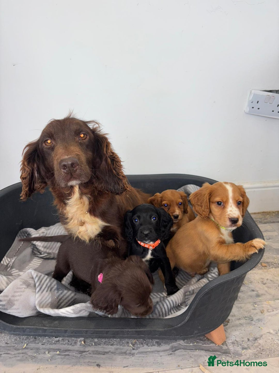 Cocker Spaniel dogs for sale: Adorable Cocker Spaniel  - Image 3