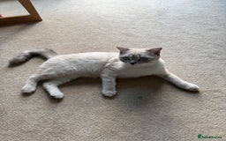 Scottish Fold cats for sale: British Shorthair and Scottish Fold - Image 4