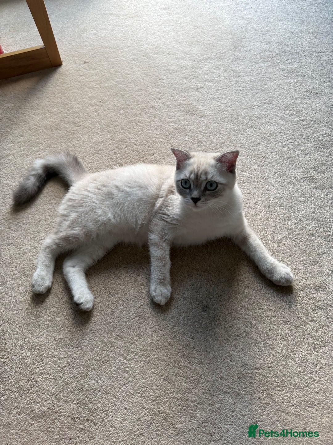 Scottish Fold cats for sale: British Shorthair and Scottish Fold - Image 4
