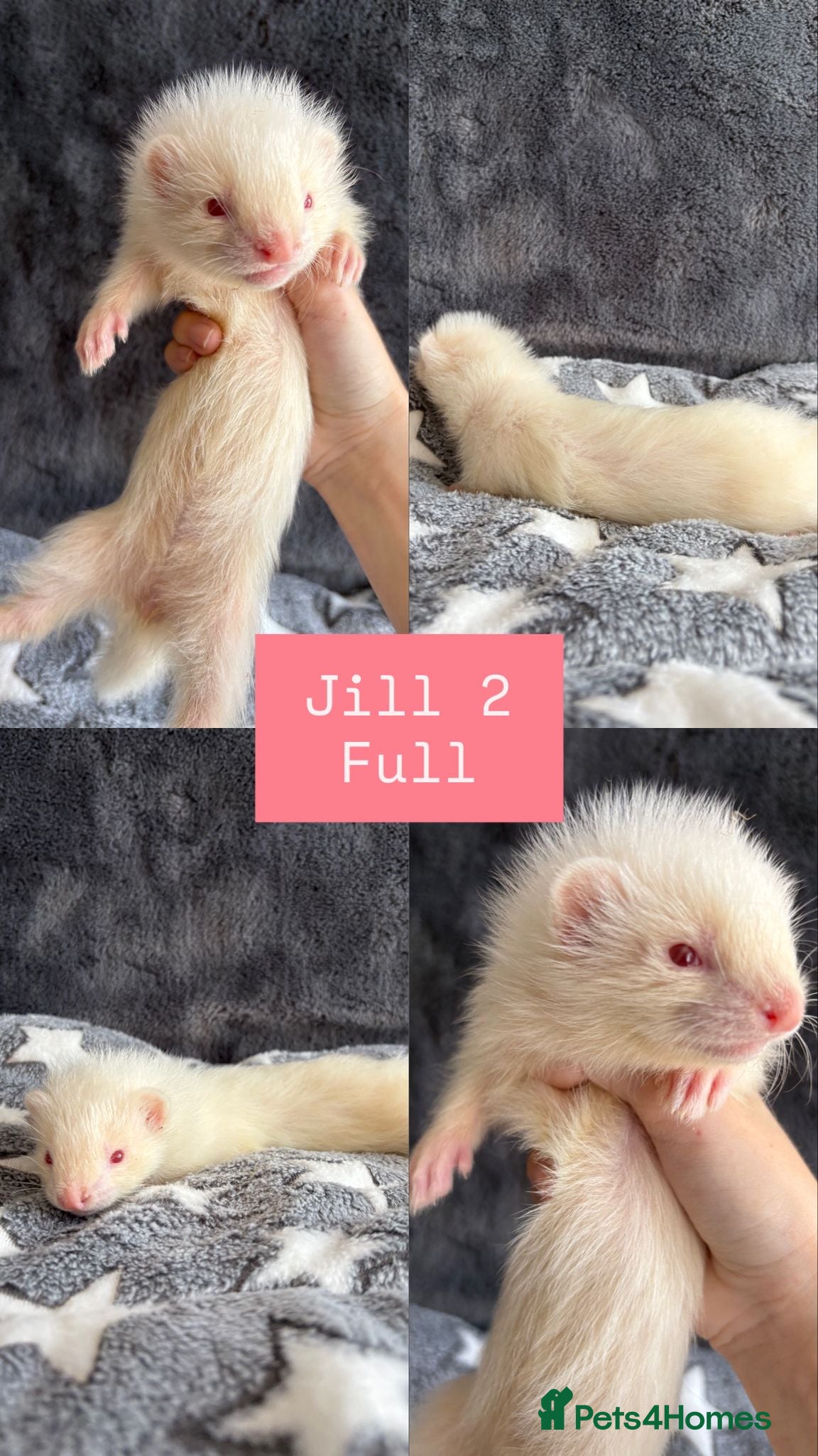 Ferret rodents PEDIGREE ANGORA FERRETS READY 4/7/26 - Advert 2