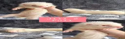 Ferret rodents for sale: PEDIGREE ANGORA FERRETS READY 4/7/26 - Advert 2