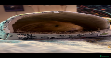 Guinea Pig rodents - Advert 3