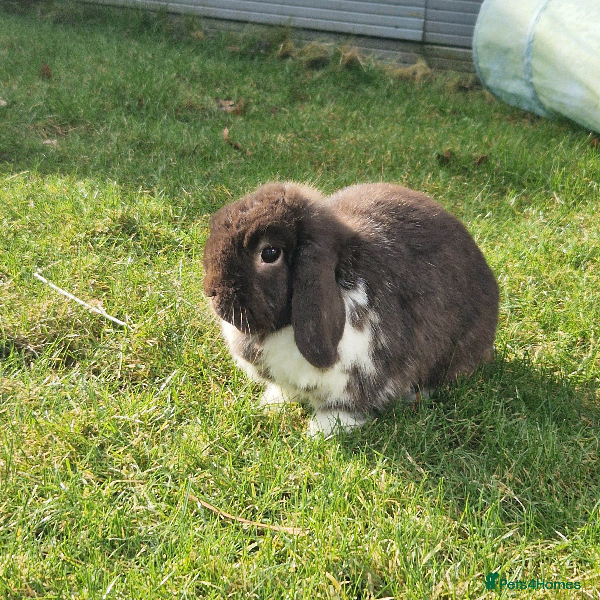 Dwarf Lop rabbits Beautiful miniature lop rabbit  - Advert 1