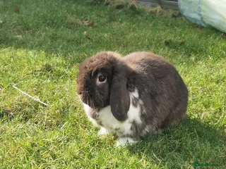 Dwarf Lop rabbits for sale: Beautiful miniature lop rabbit - Advert 1