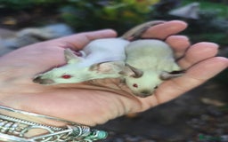 Mouse rodents for sale: Siamese, satin and black female mice  - Image 6