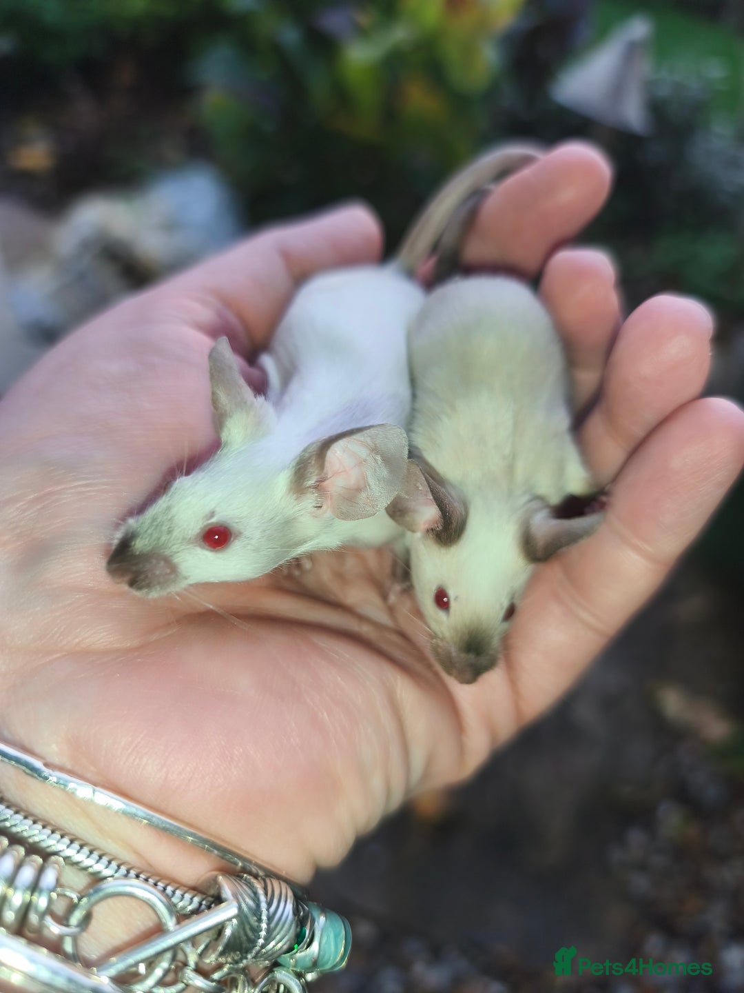 Mouse rodents for sale: Siamese, satin and black female mice  - Image 6