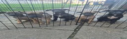 Whippet dogs for sale: Mixed Whippets  - Advert 1