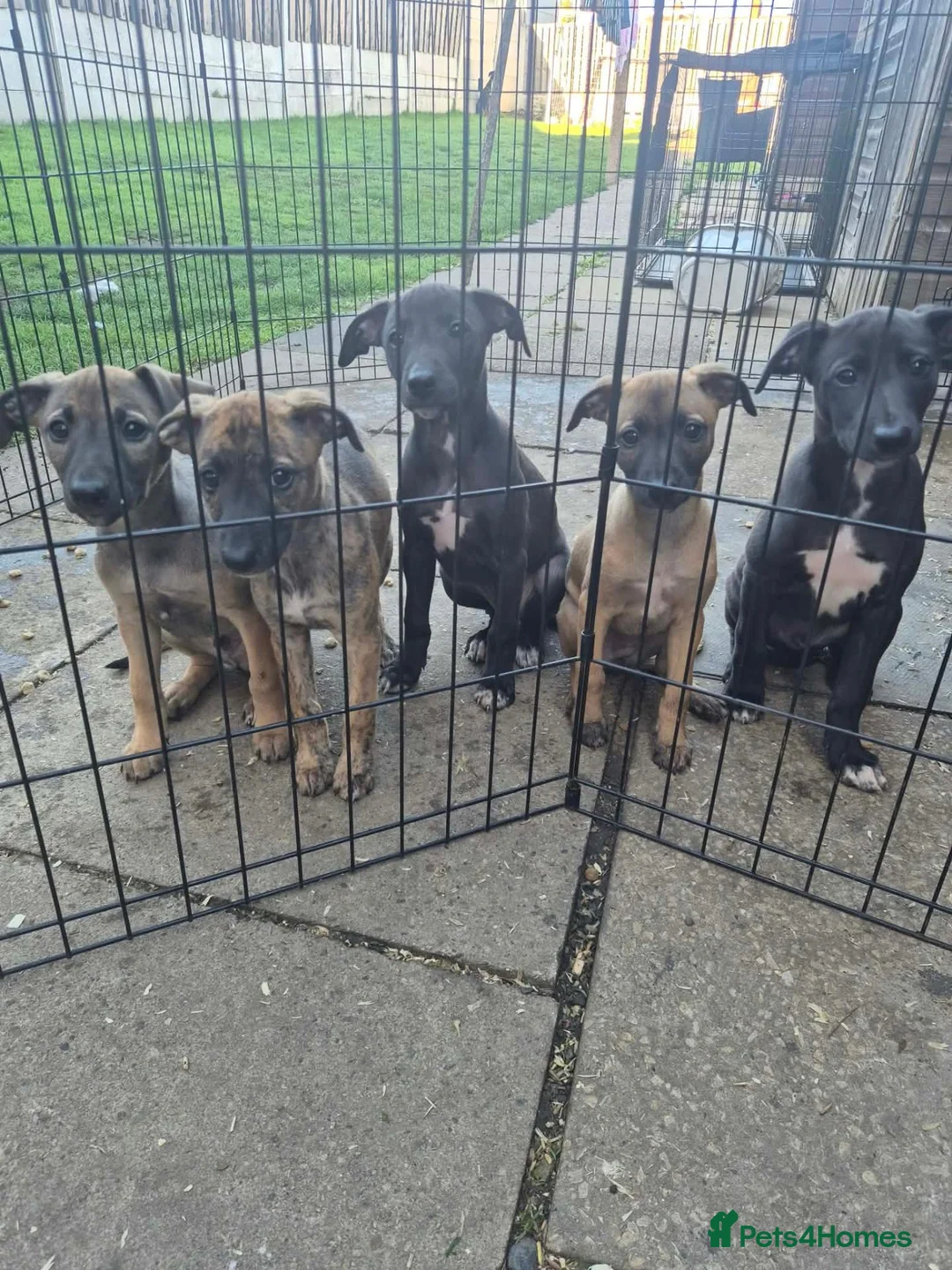 Whippet dogs for sale: Mixed Whippets  - Advert 1