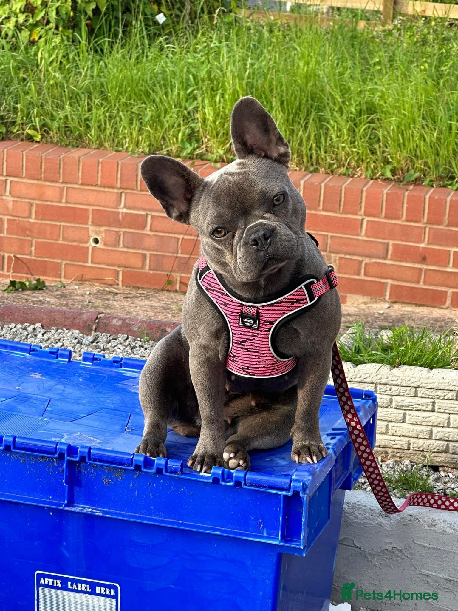 Dolly