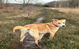 Mixed Breed dogs for adoption: Cristina - Norwich Norfolk  - Image 9