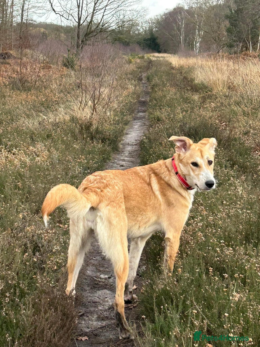 Mixed Breed dogs for adoption: Cristina - Norwich Norfolk  - Image 9