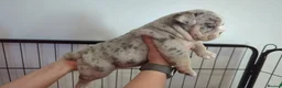 English Bulldog dogs for sale: stunning Bulldog puppies in Weymouth - Advert 4