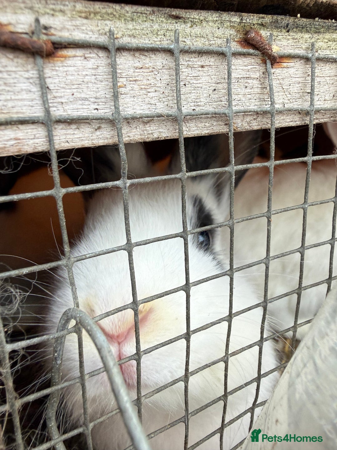 Californian rabbits for sale: Rabbits for you  - Advert 6