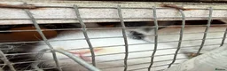 Californian rabbits for sale: Rabbits for you  - Advert 6