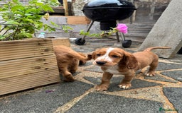 Mixed Breed dogs for sale: Cockalier, Springer Spaniel looking for a new home - Image 15