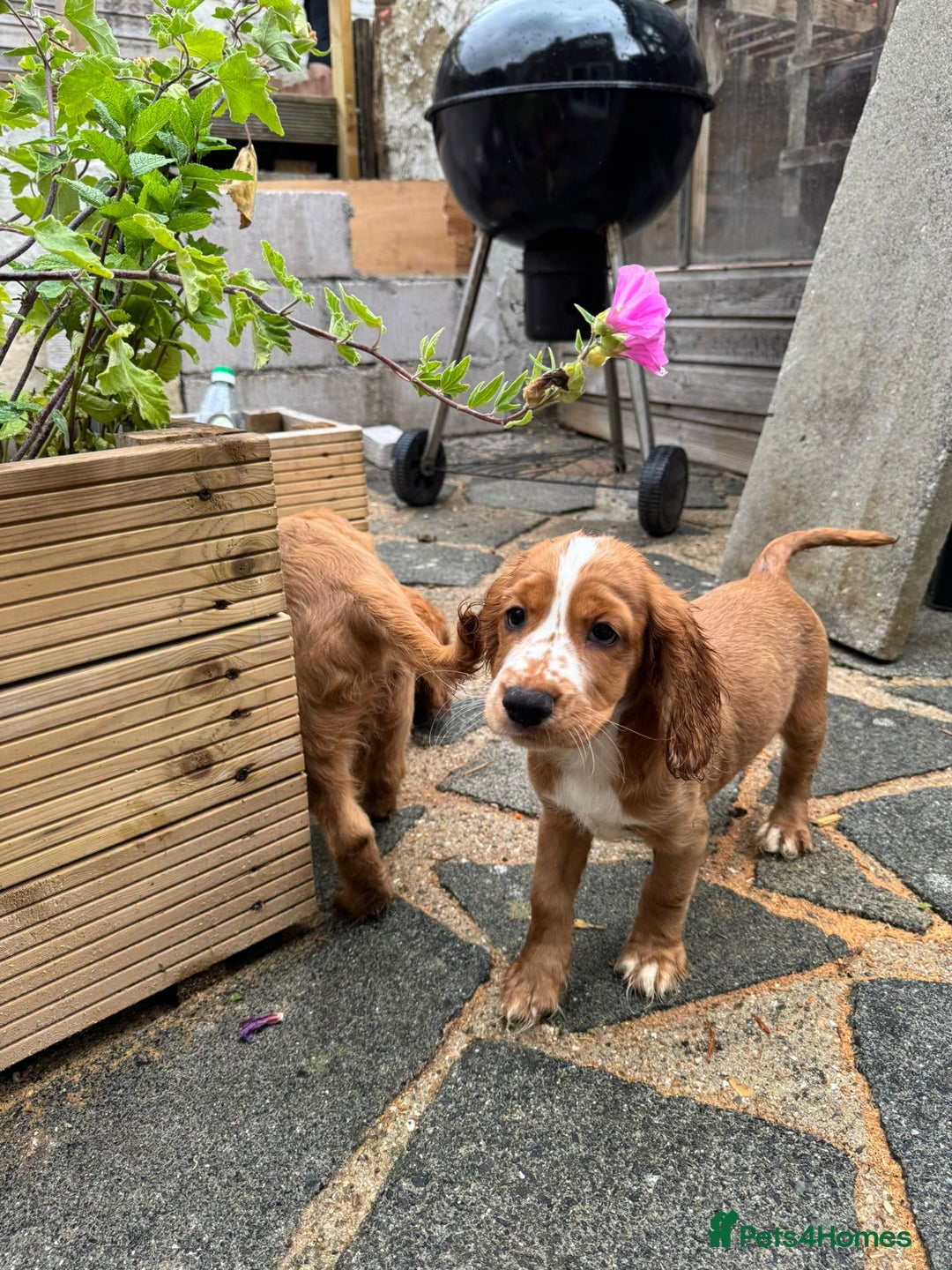 Mixed Breed dogs for sale: Cockalier, Springer Spaniel looking for a new home - Image 15