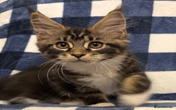 Maine Coon cats for sale: Beautiful Maine Coon Kitten - Champion Lines - Image 35
