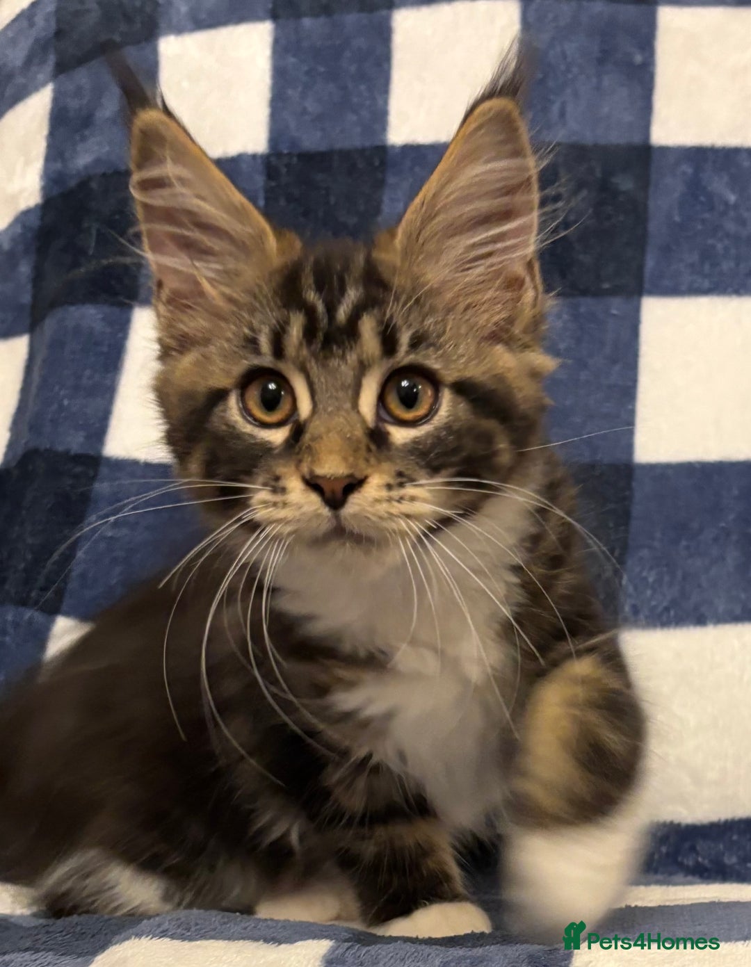 Maine Coon cats for sale: Beautiful Maine Coon Kitten - Champion Lines - Image 35