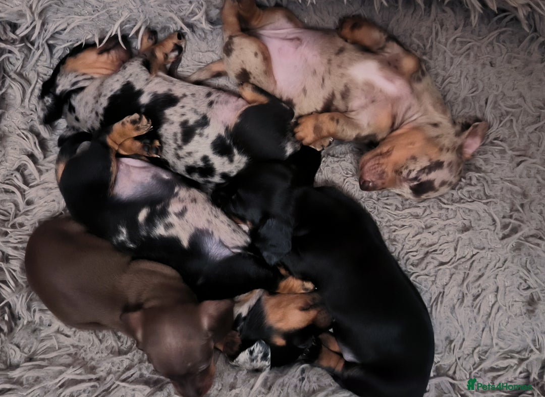 Dachshund dogs for sale: Miniature smooth hair dachshund  - Image 1