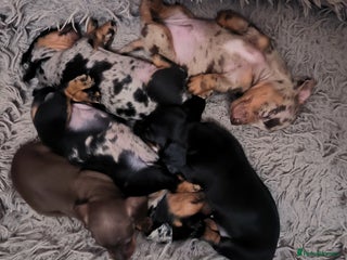 Dachshund dogs - Advert 16