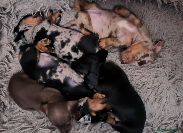 Dachshund dogs - Advert 1