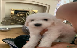 Bichon Frise dogs for sale: Bichon frise puppies 2 boys 1 girl - Image 11
