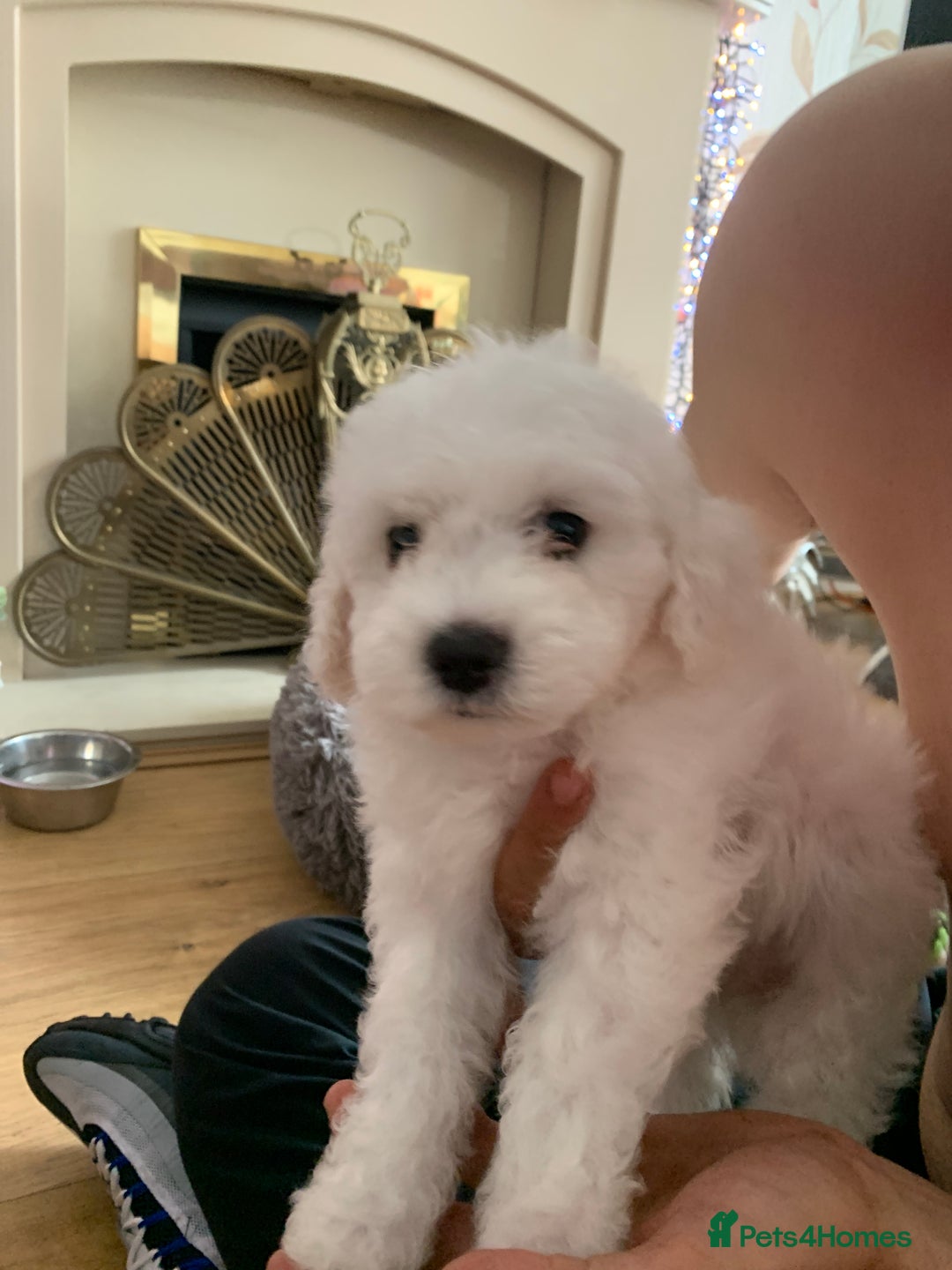 Bichon Frise dogs for sale: Bichon frise puppies 2 boys 1 girl - Image 11