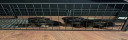 German Shepherd dogs for sale: German shepherd puppies  in Houghton le Spring - Advert 4