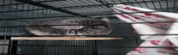 Chinchilla rodents for sale: Various chins for sale  - Advert 3