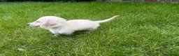Miniature Dachshund dogs for sale: LAST ONE Long coat Cream miniature dachshund - Advert 7